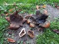 Scleroderma polyrhizum-amf1766-1